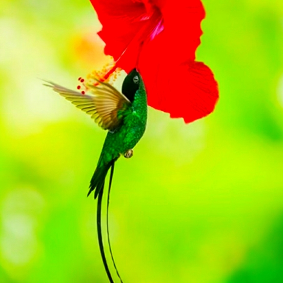 Poshing - Picture 1 of 1